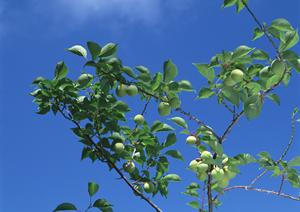 歌舞伎町のホストクラブ徹底ガイド：信頼と今すぐ楽しめる夜の体験を手に入れる方法